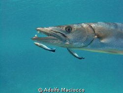 Dangerous jobs...
Great Barracuda (Sphyraena barracuda) ... by Adolfo Maciocco 